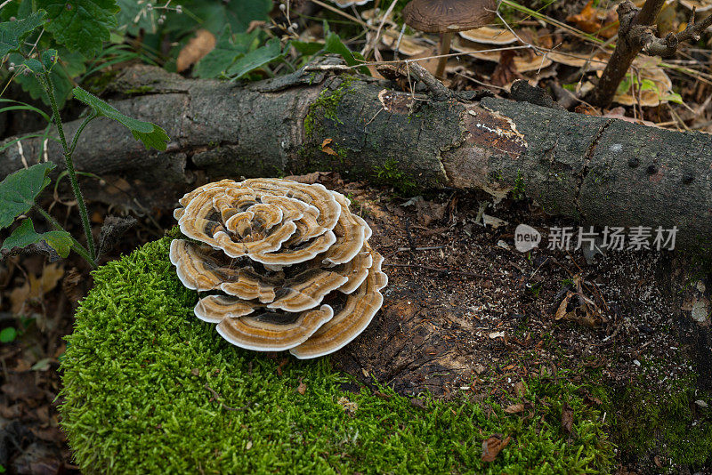 autumn forest mushrooms